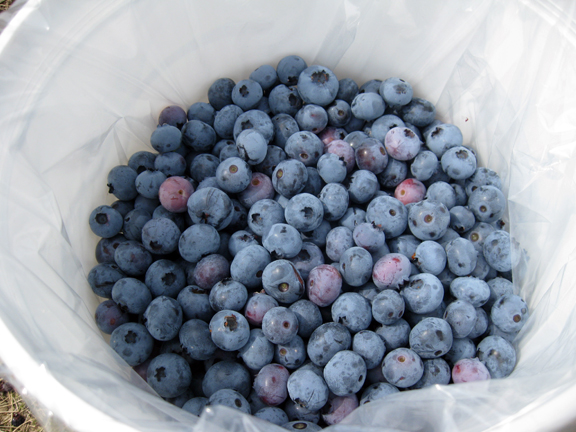 blueberries