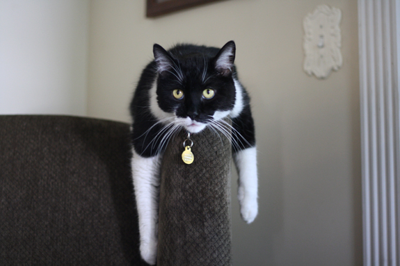 cool-cat-again