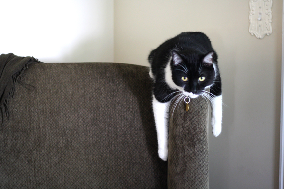 oliver-hanging-on-chair