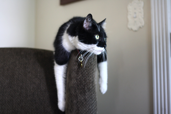 oliver-looking-out-windowIMG_7200