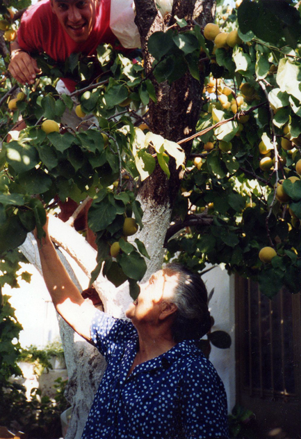 yannih-apricot-tree