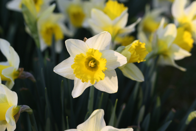 close-up-yellow-white-dafs-outside