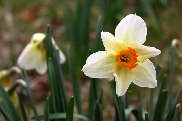 one-white-orange-center