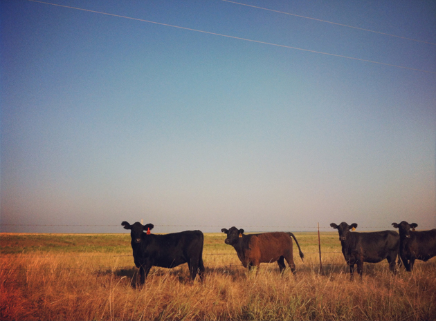 cows-ree's