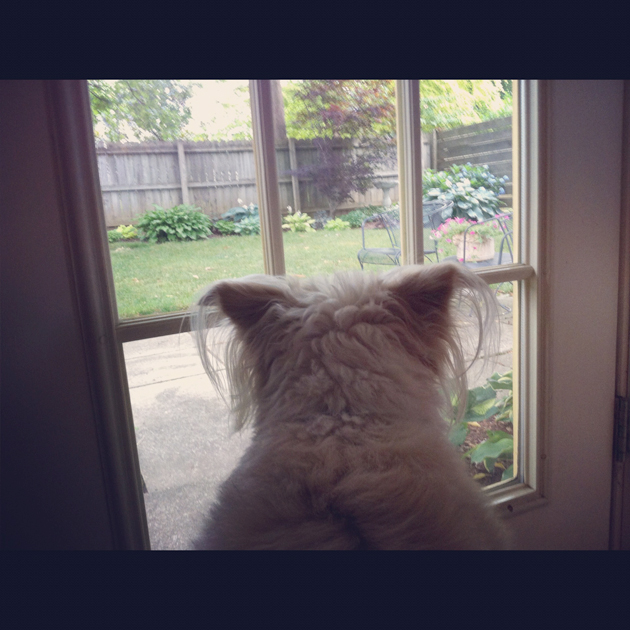 Oakley-gazing-out-door