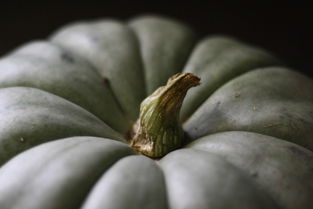 close-up-green-pumpkin-stem