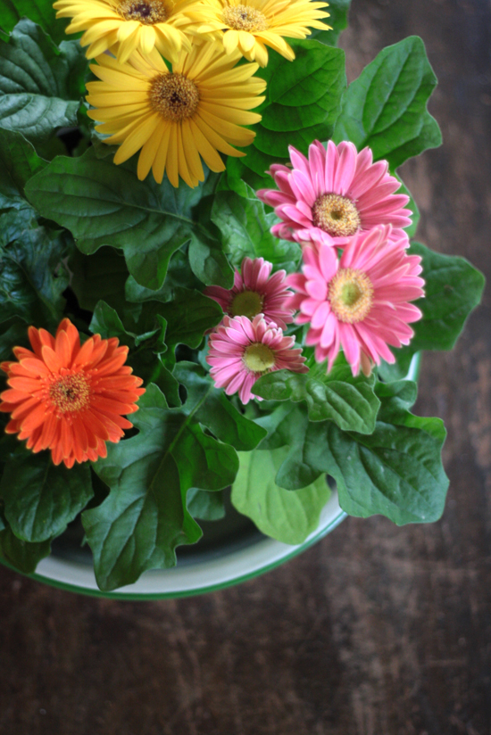 antique-enamel-bowl-gerbers-final